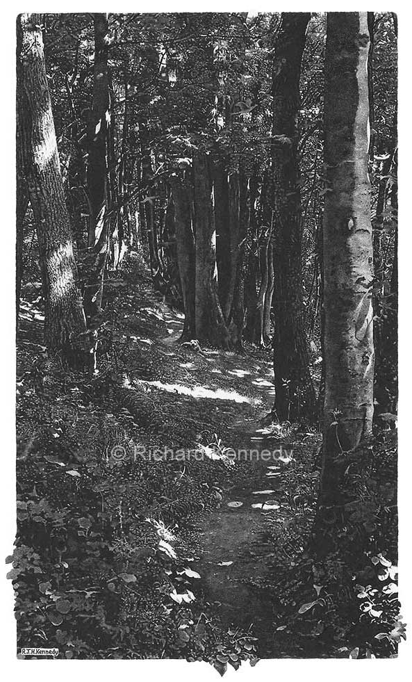 Through Beaminster woods with Tess
